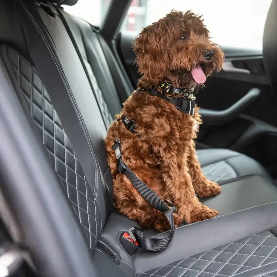 Pet Seat Belt Tether (Black) Compatible with Standard Automobile Buckles
