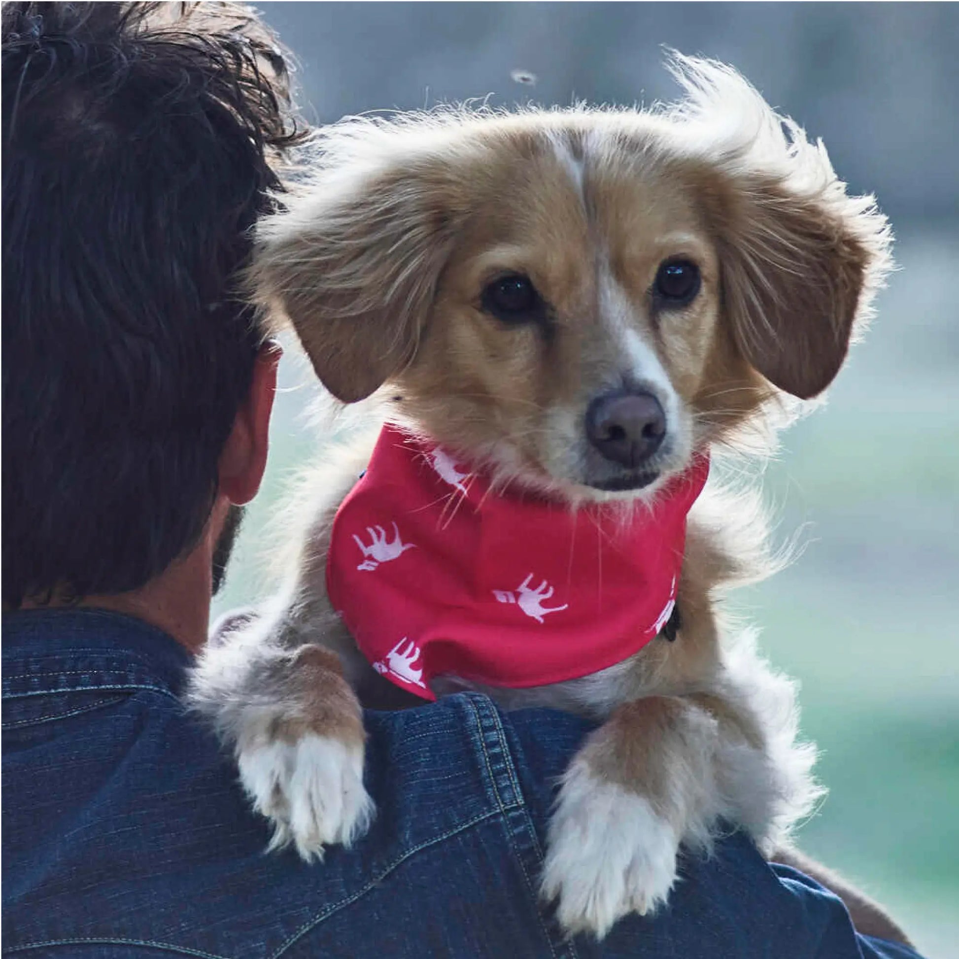 Petlab Co. Dog Bandana - Elegant and Comfortable Washable Accessory for Pets