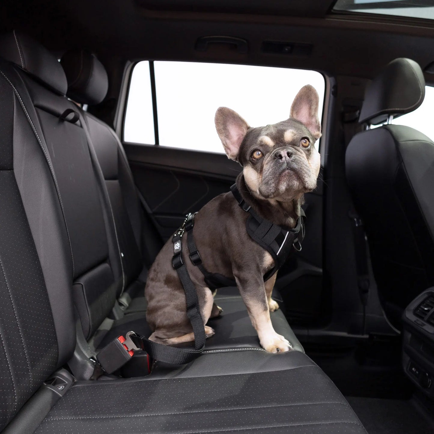 Pet Seat Belt Tether (Black) Compatible with Standard Automobile Buckles