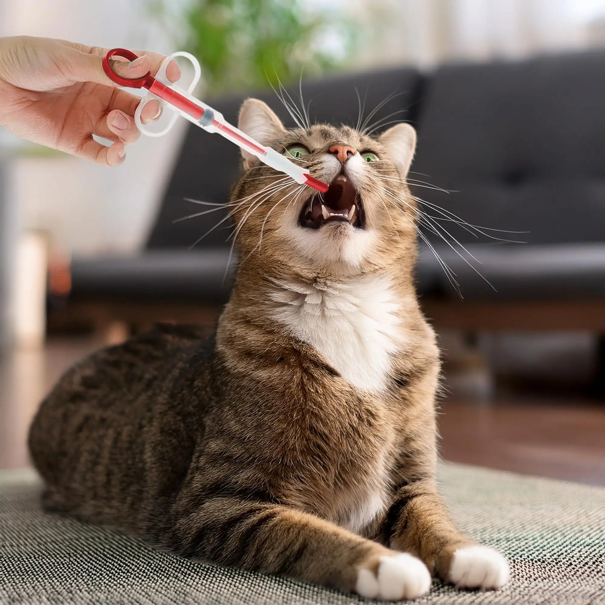 Pet Pill Plunger Dispenser Set for Small Cats and Dogs - Soft Tip Tablet Syringe Pusher in Green, Red, and Blue