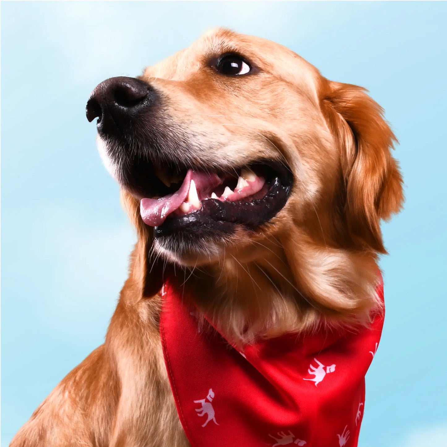 Petlab Co. Dog Bandana - Elegant and Comfortable Washable Accessory for Pets